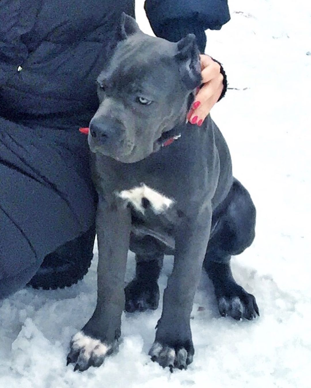 15 Interesting Facts About Cani Corsi 10