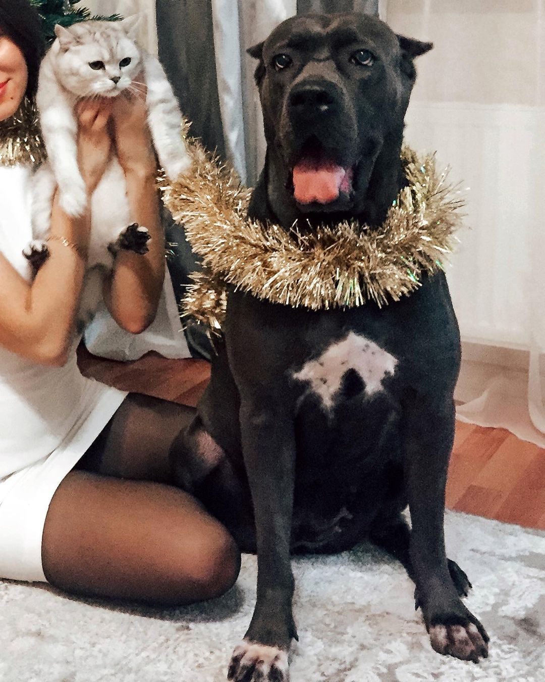 15 Interesting Facts About Cani Corsi 11