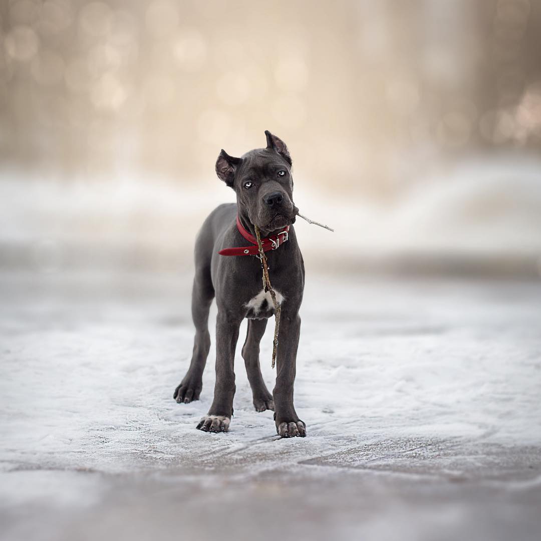 15 Interesting Facts About Cani Corsi 9