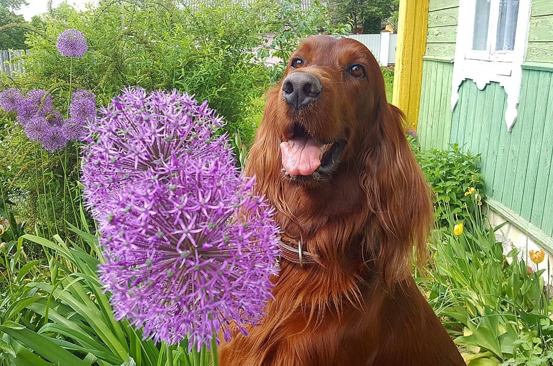 15 Amazing Facts About the Irish Setter You Probably Never Knew 9