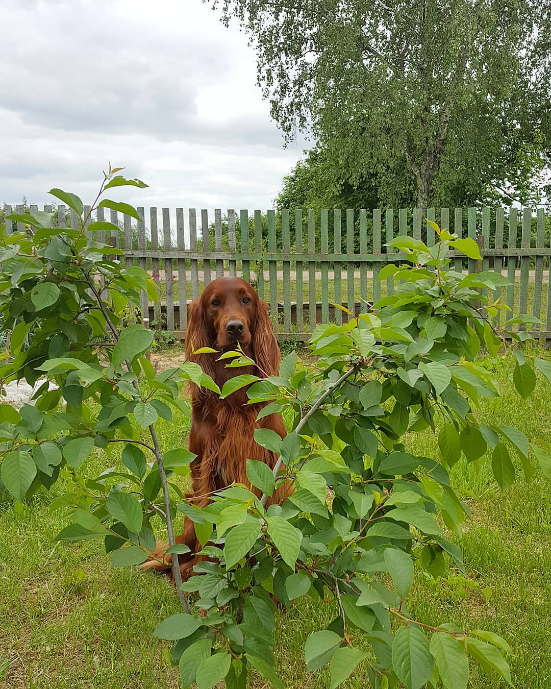 15 Amazing Facts About the Irish Setter You Probably Never Knew 11 15 Amazing Facts About the Irish Setter You Probably Never Knew 11