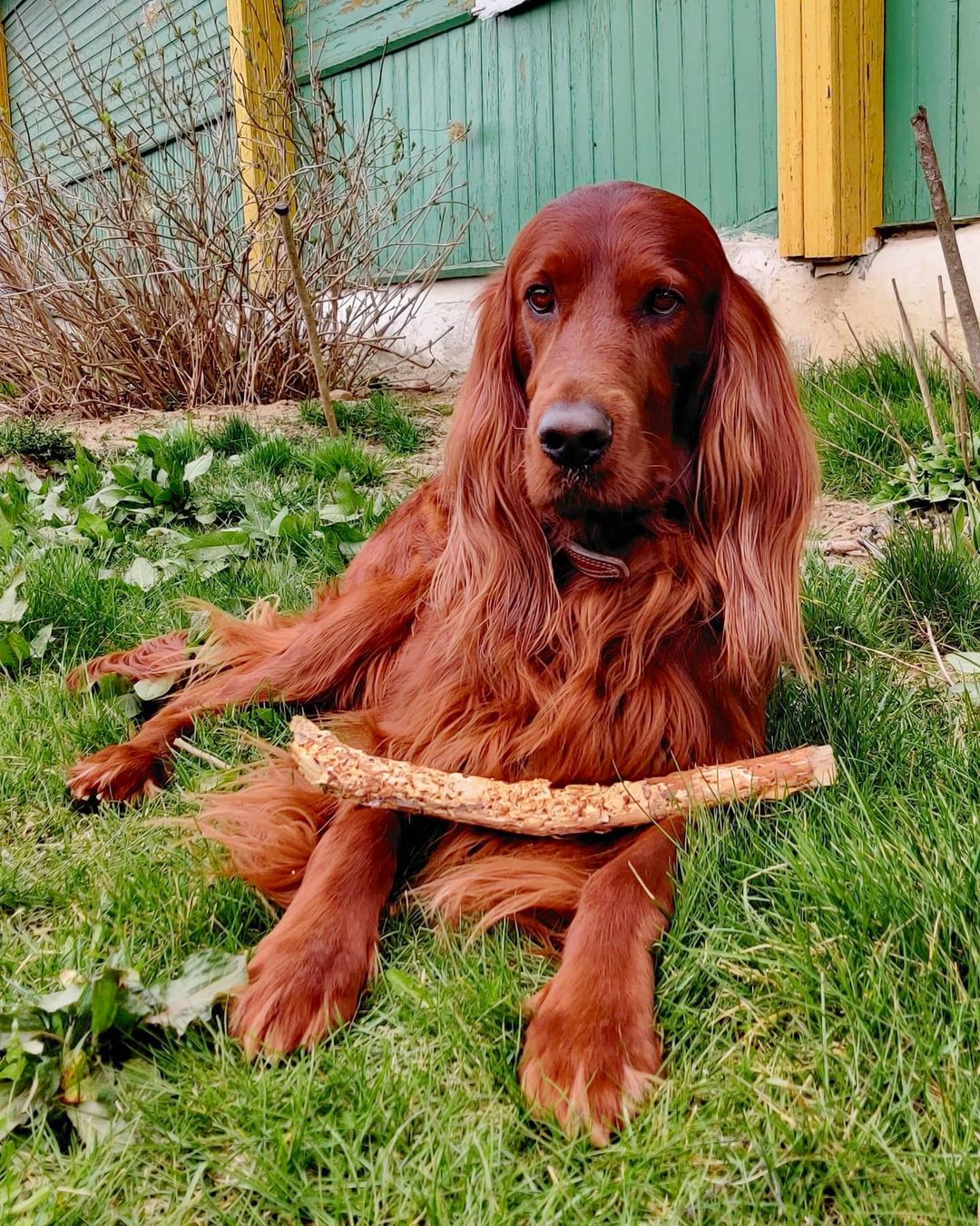 16 Cool Facts About Irish Setters 9