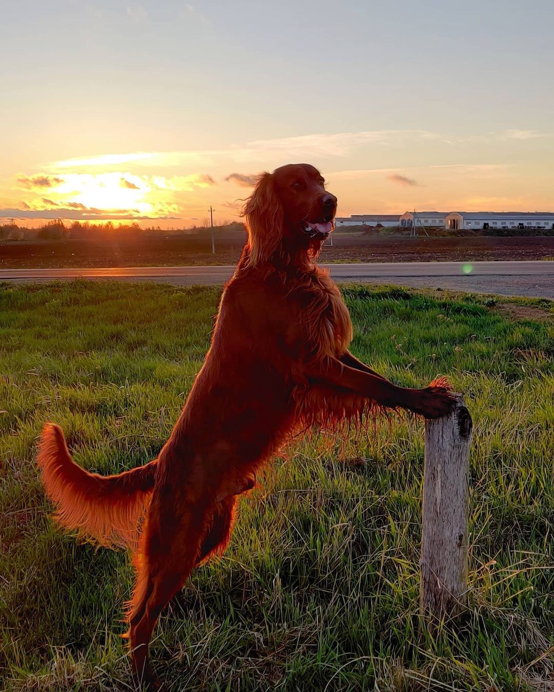 16 Cool Facts About Irish Setters 10