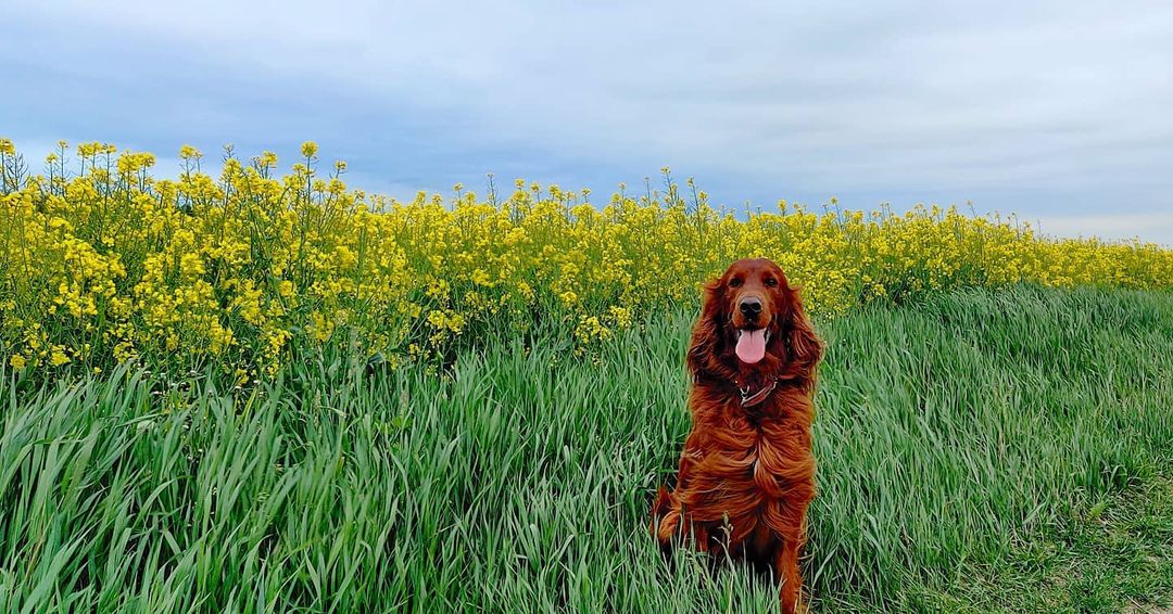 16 Cool Facts About Irish Setters 11