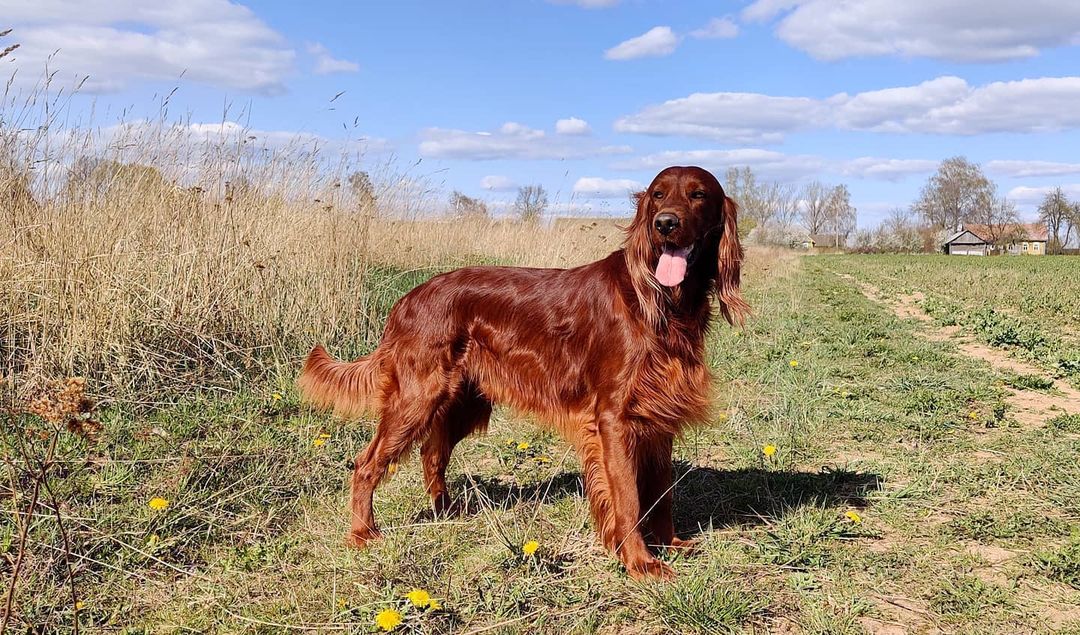 16 Cool Facts About Irish Setters 9