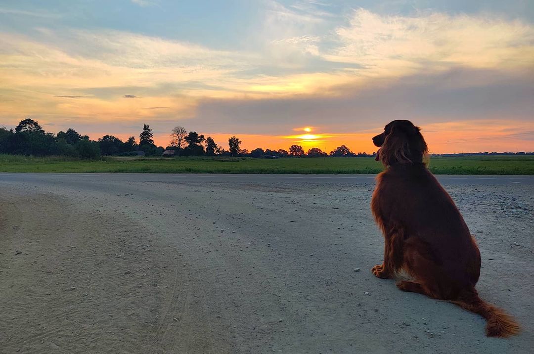 16 Cool Facts About Irish Setters 11