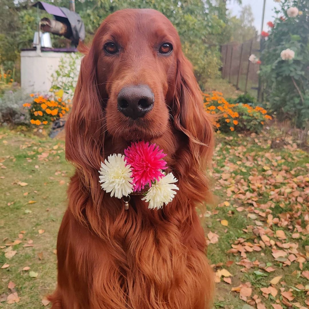 16 Cool Facts About Irish Setters 9