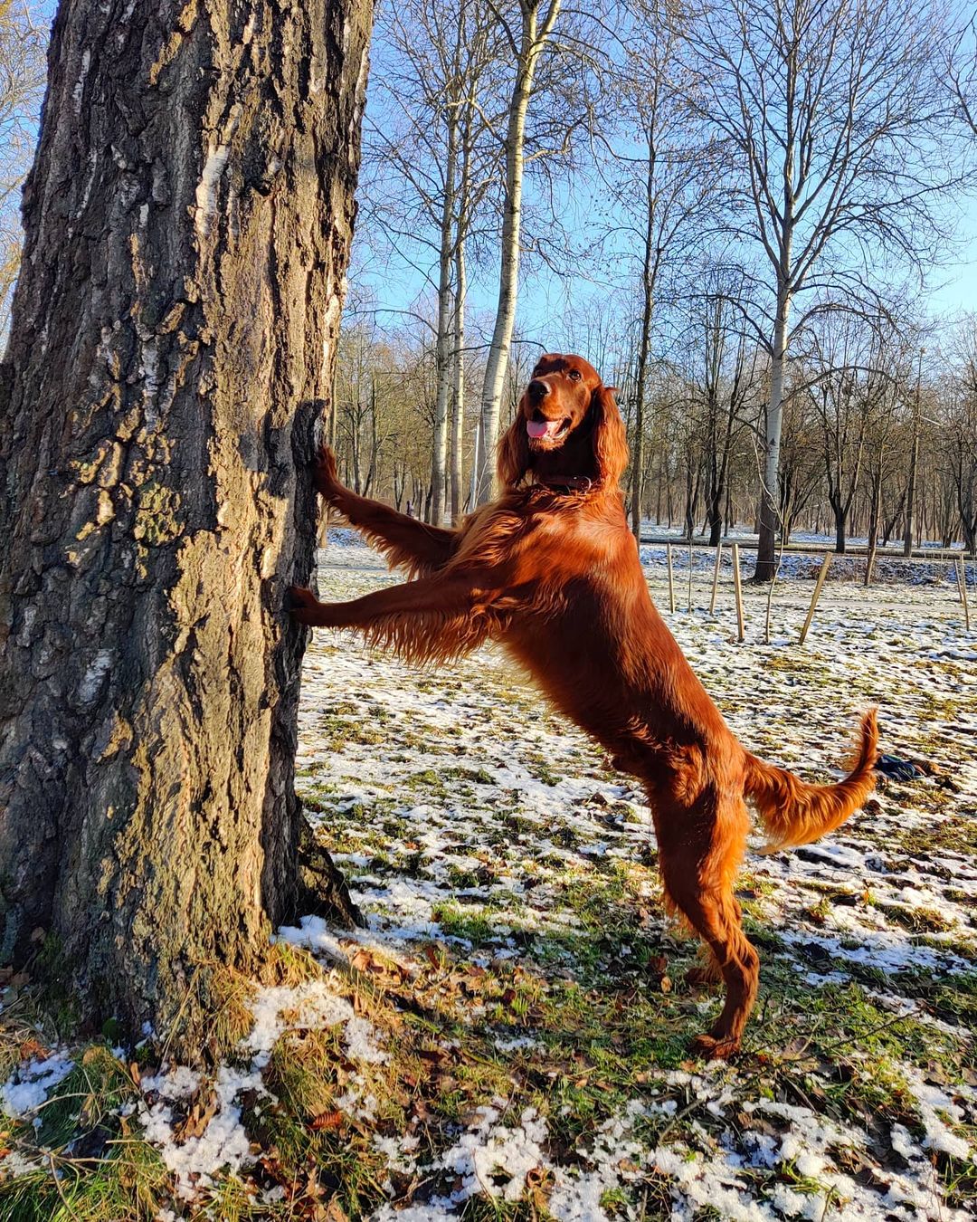 16 Cool Facts About Irish Setters 10