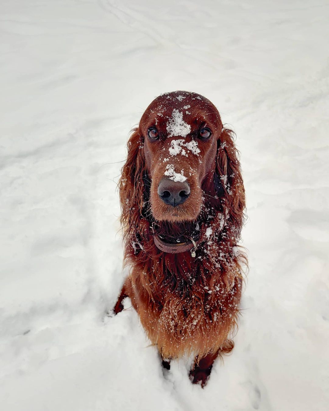 16 Cool Facts About Irish Setters 11