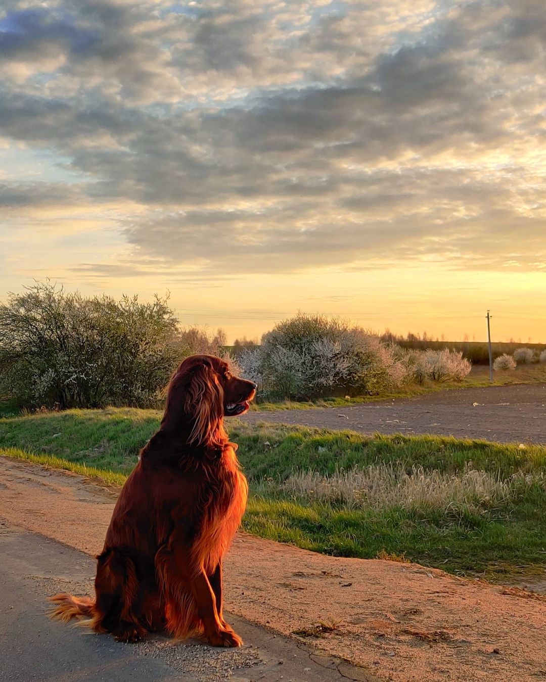 16 Cool Facts About Irish Setters 5
