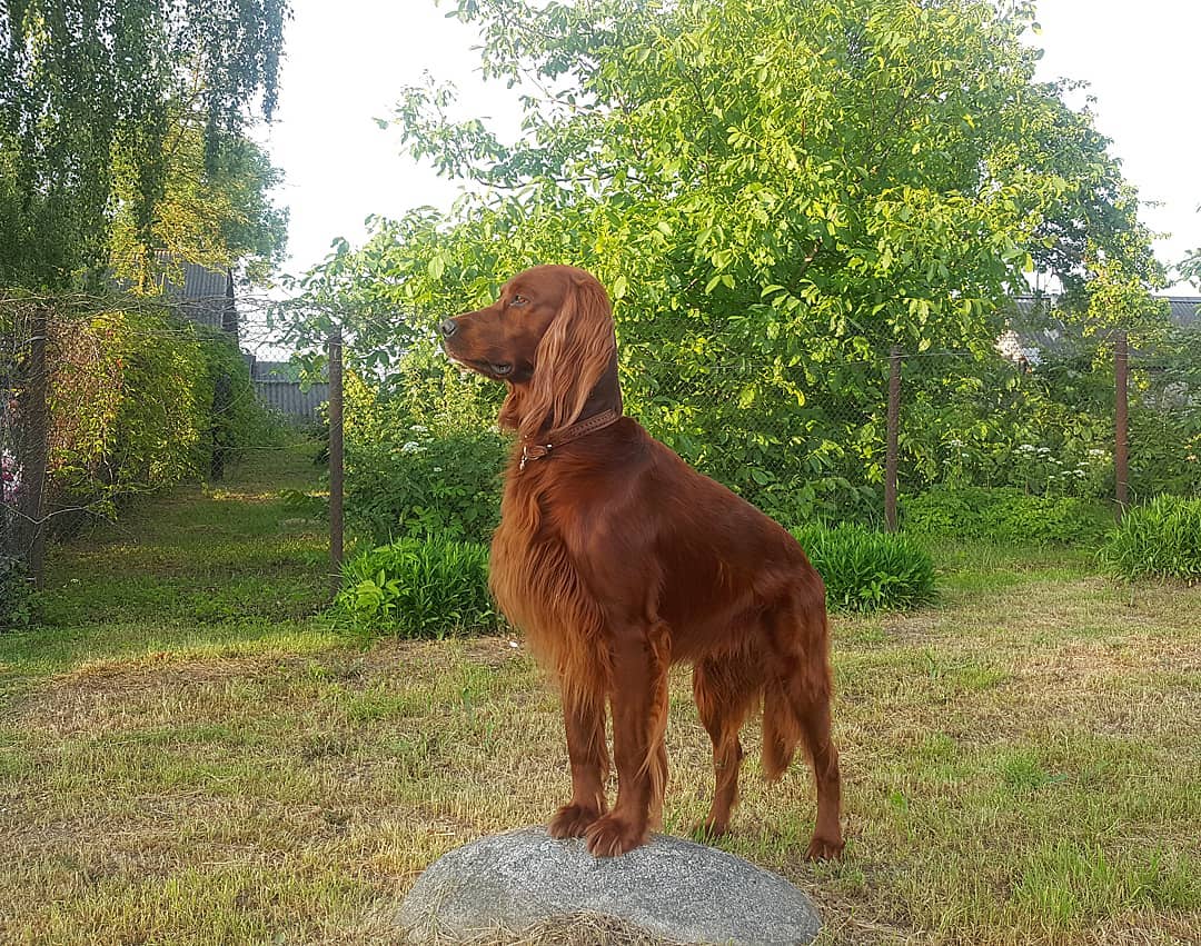 15 Interesting Facts About Irish Setters 10