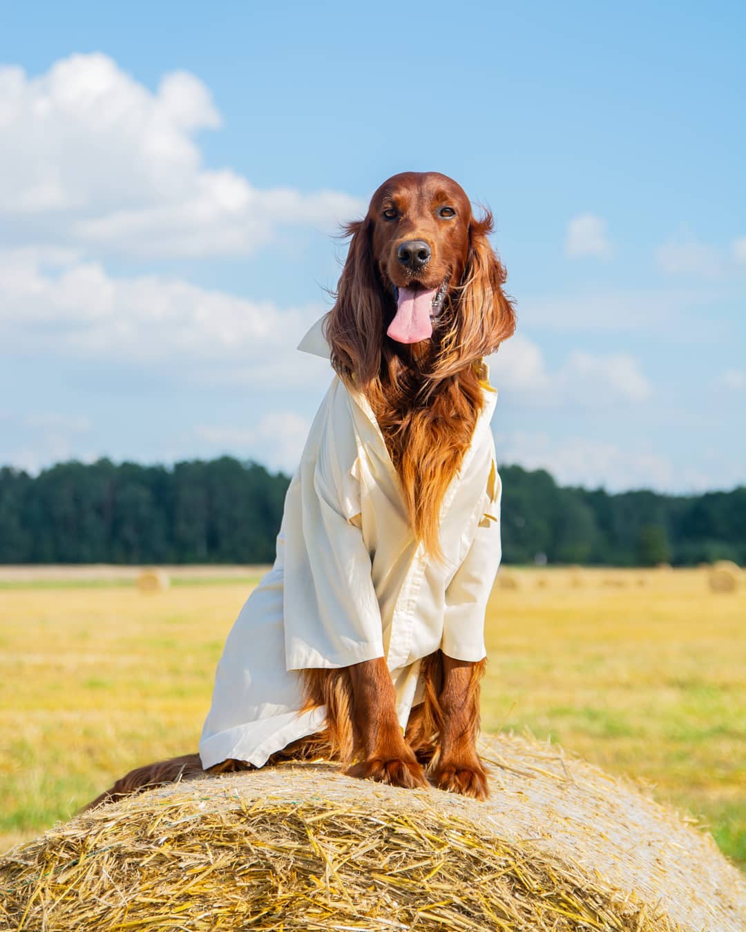 15 Interesting Facts About Irish Setters 11