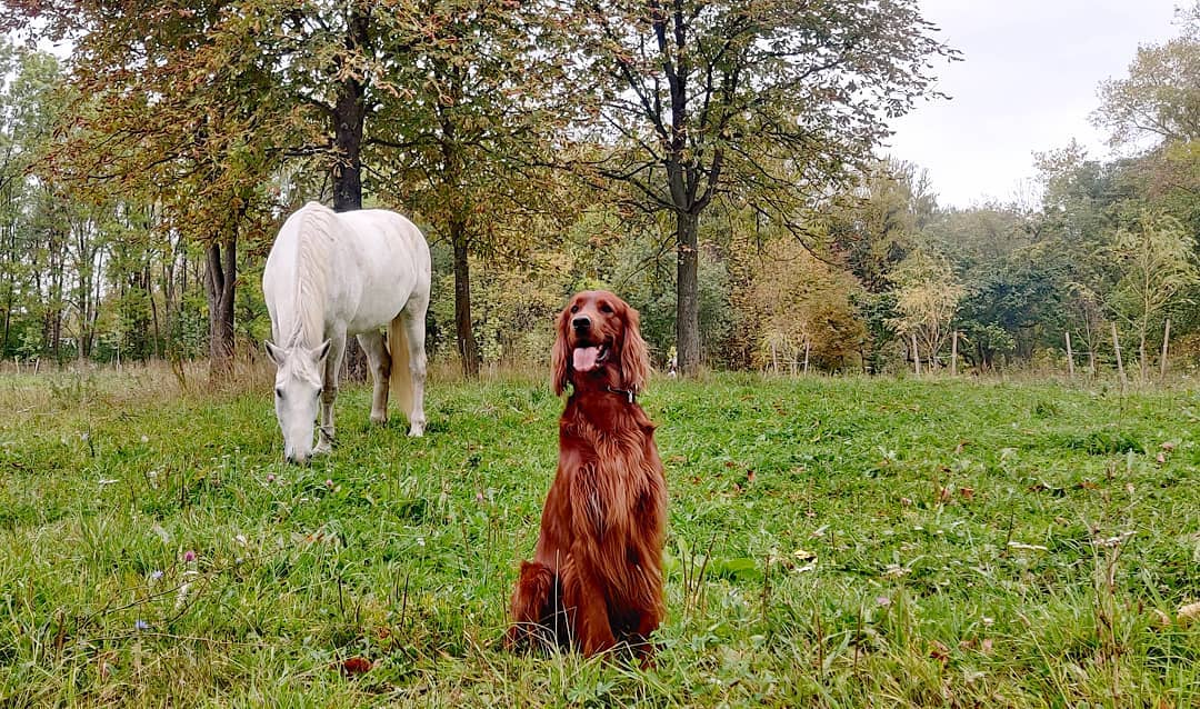 15 Interesting Facts About Irish Setters 9