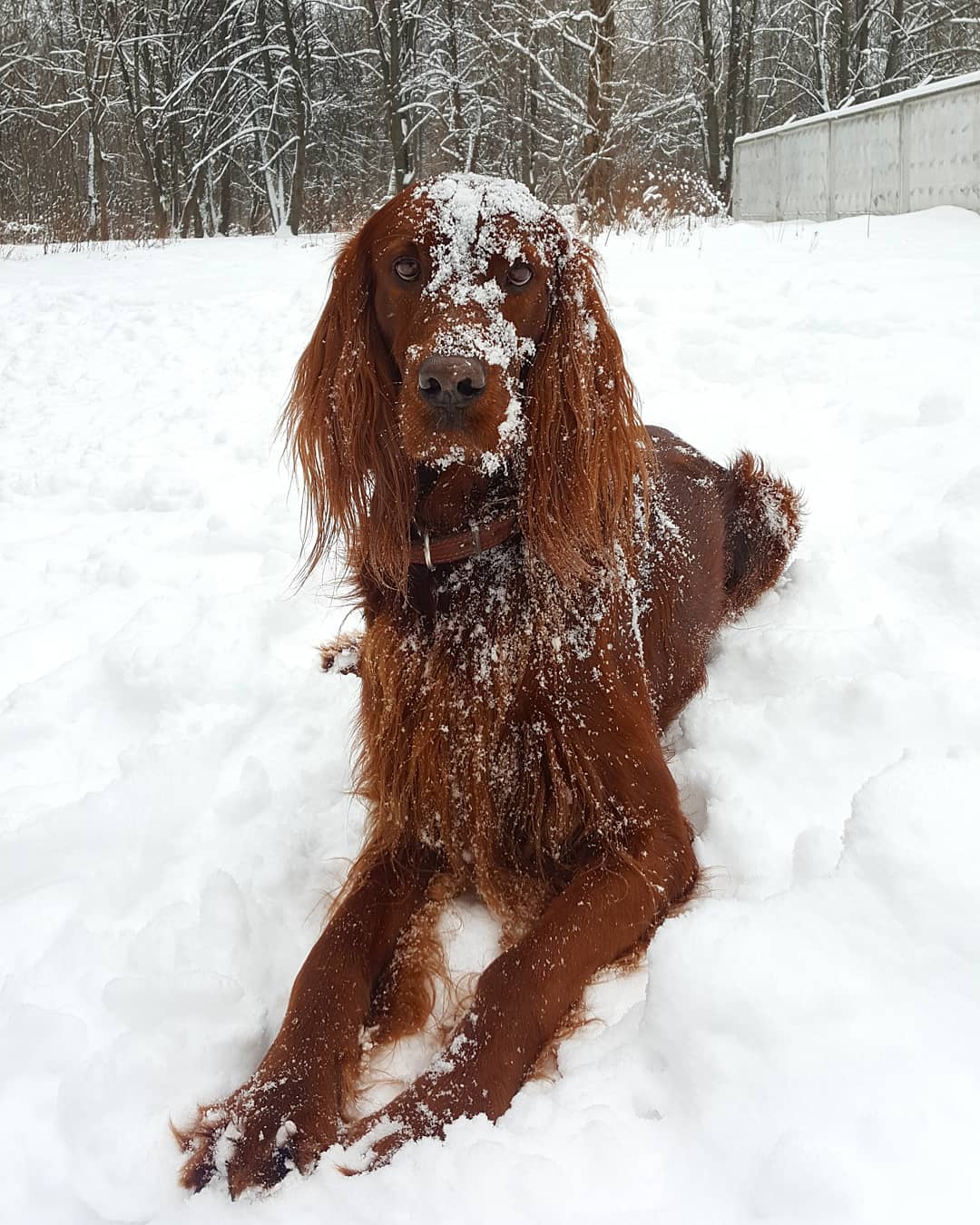 15 Amazing Facts About the Irish Setter You Probably Never Knew 9