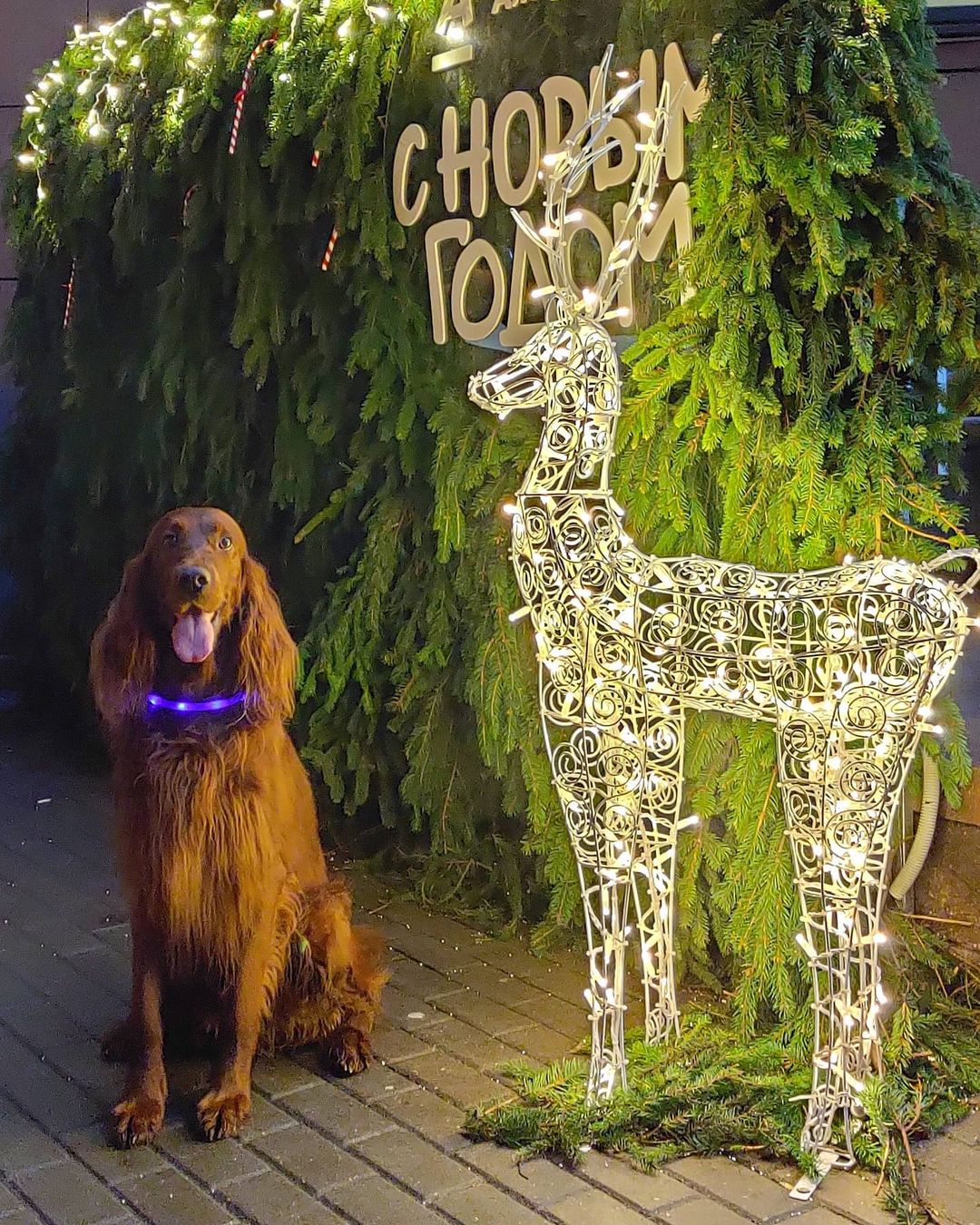 15 Interesting Facts About Irish Setters 11