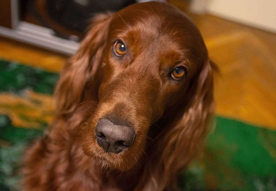 15 Interesting Facts About Irish Setters 10