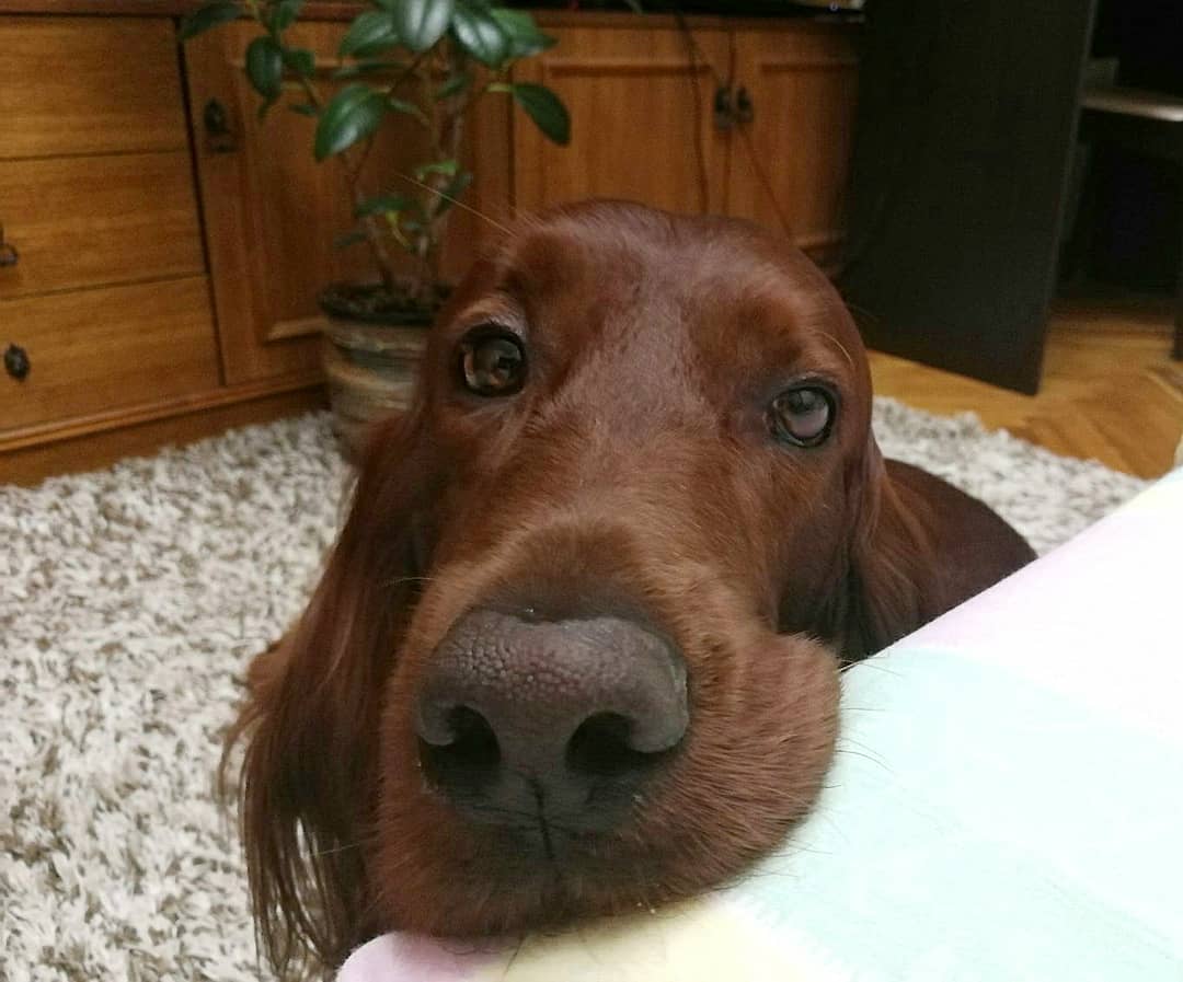 15 Interesting Facts About Irish Setters 11 15 Interesting Facts About Irish Setters 11