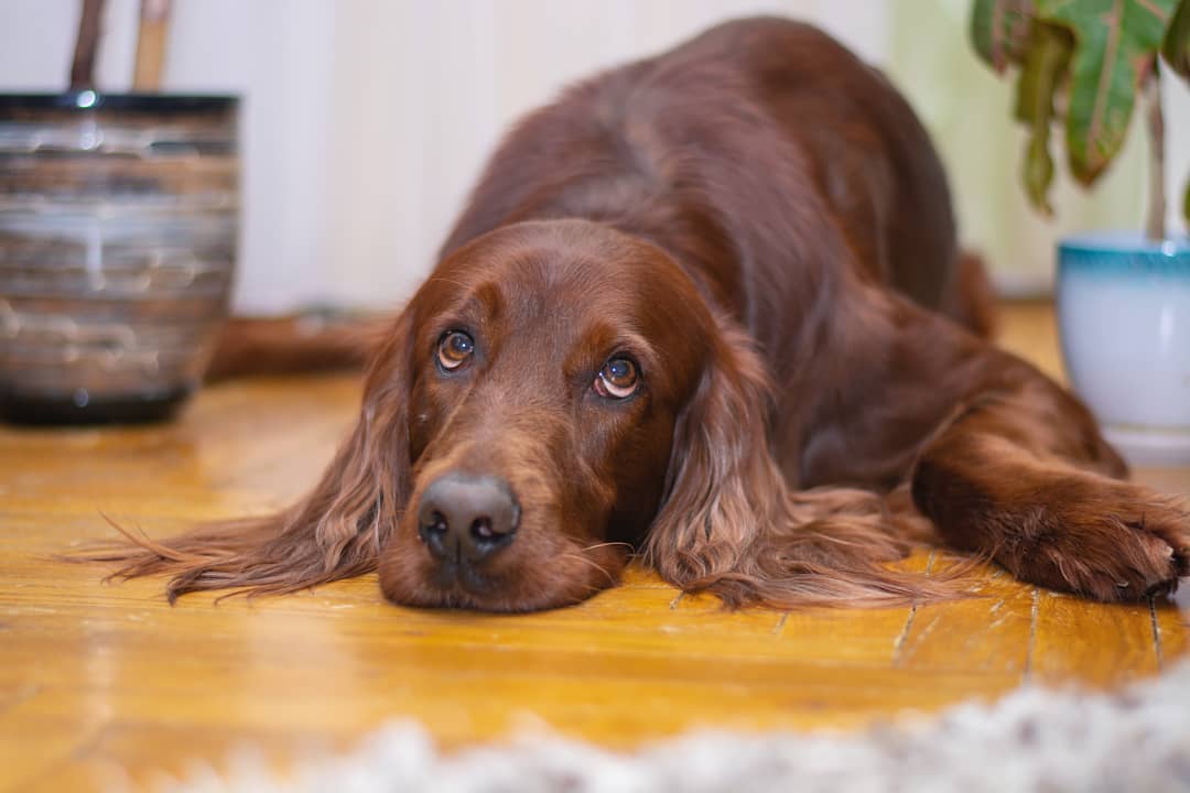 15 Amazing Facts About the Irish Setter You Probably Never Knew 10