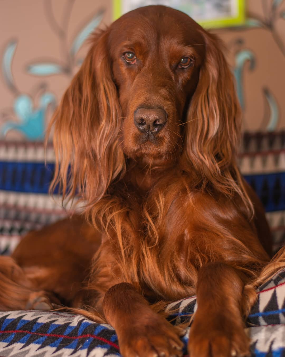 15 Amazing Facts About the Irish Setter You Probably Never Knew 9