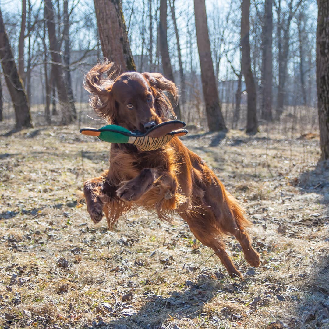 15 Amazing Facts About the Irish Setter You Probably Never Knew 10