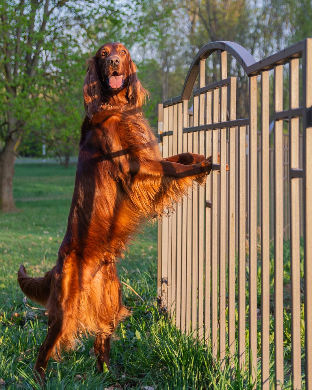 15 Amazing Facts About the Irish Setter You Probably Never Knew 11