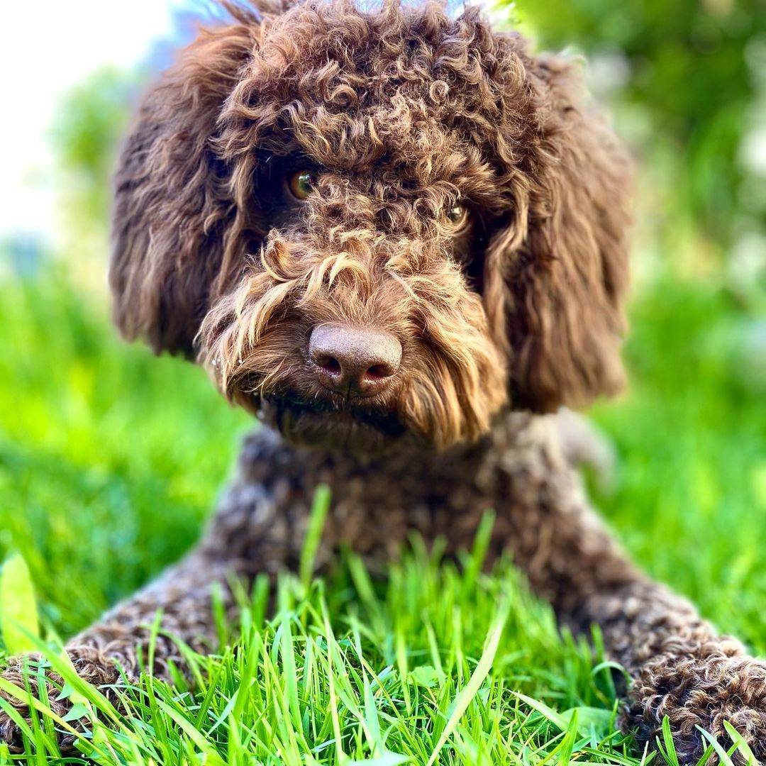 15 Interesting Facts About the Lagotto Romagnolo Dogs 11