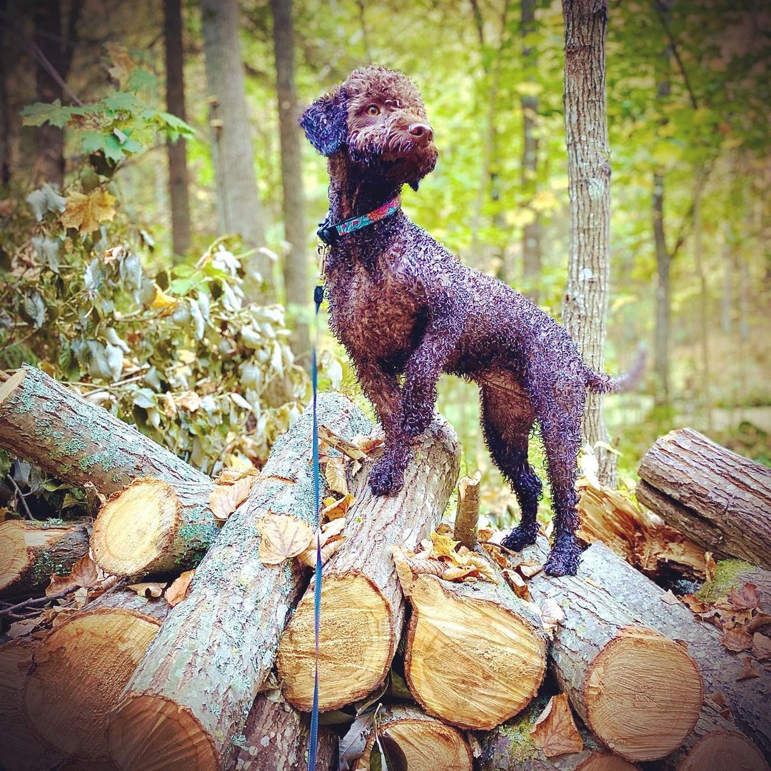 15 Amazing Facts About Lagotto Romagnolo Dogs You Probably Never Knew 11