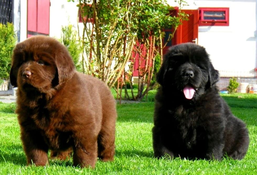 15 Interesting Facts About Newfoundlands 9