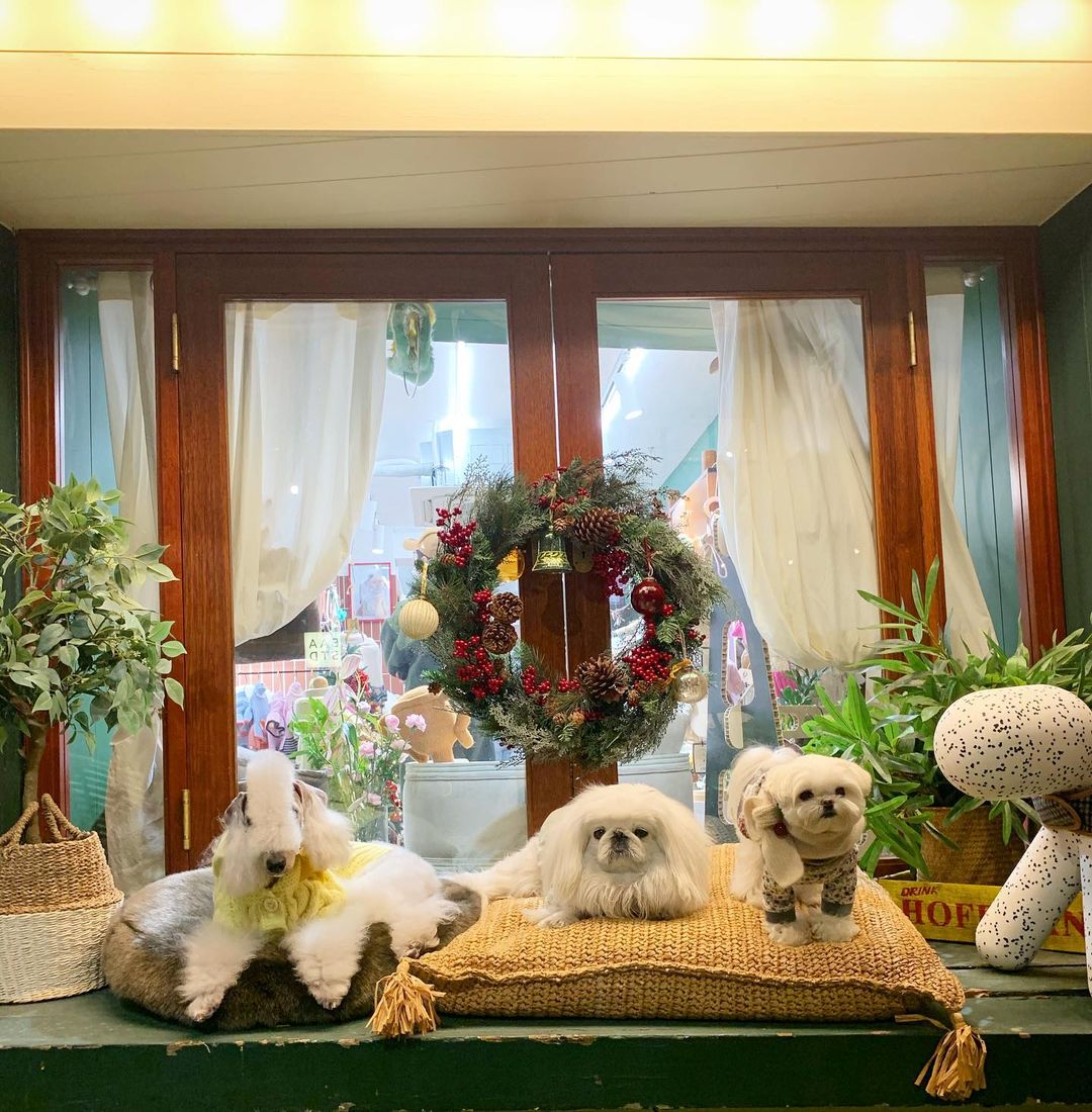 15 Cool Facts About Bedlington Terriers 9