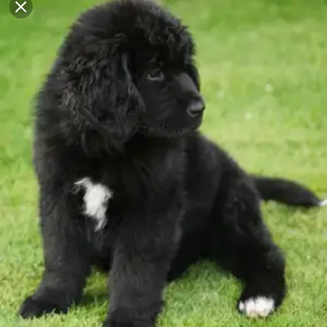 15 Interesting Facts About Newfoundlands 10