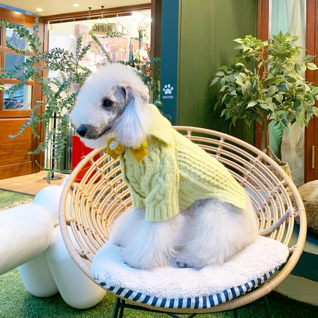 15 Cool Facts About Bedlington Terriers 10