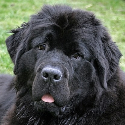 15 Interesting Facts About Newfoundlands 11