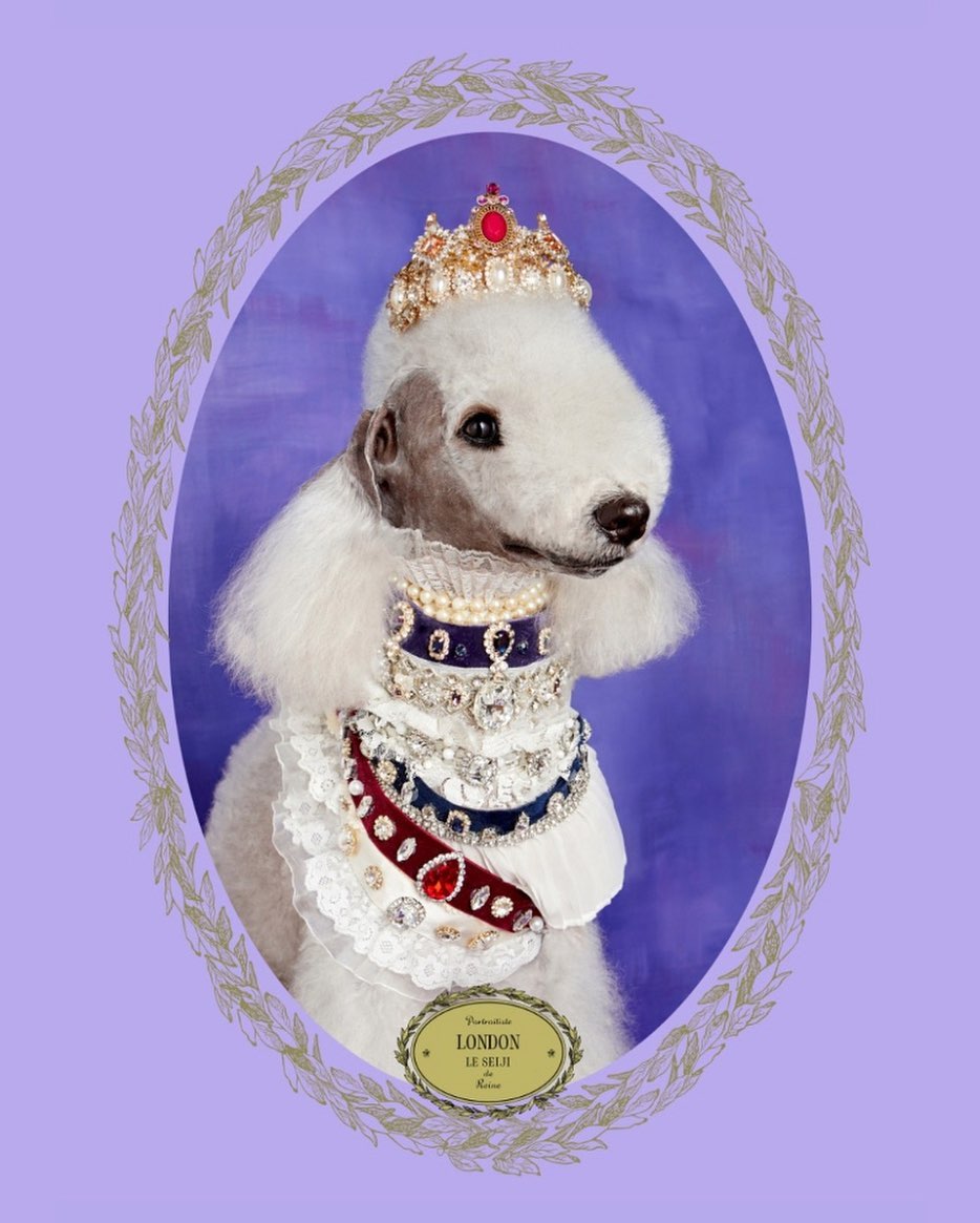 15 Cool Facts About Bedlington Terriers 11