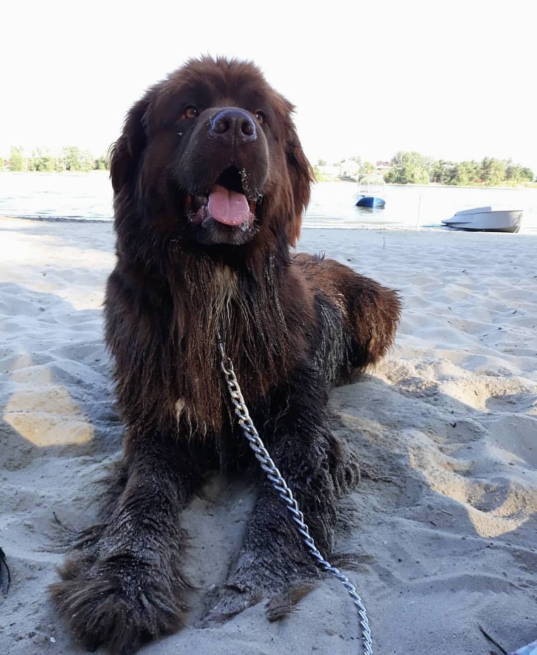 15 Interesting Facts About Newfoundlands 9