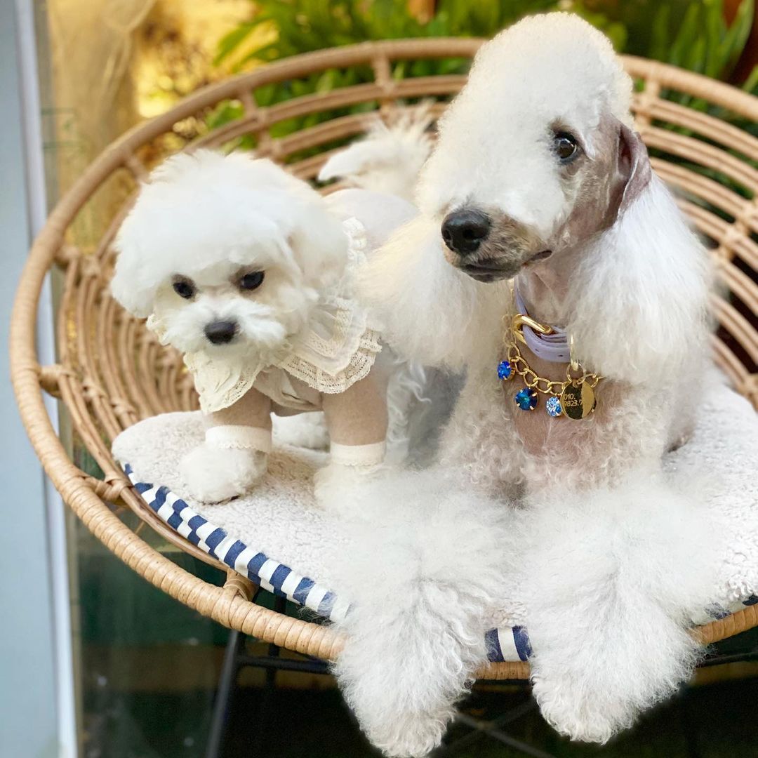 15 Cool Facts About Bedlington Terriers 9