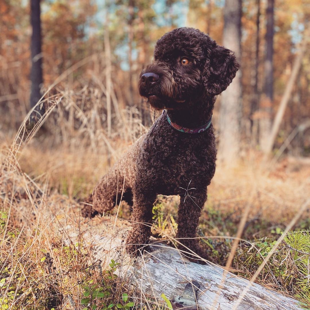 15 Cool Facts About Lagotto Romagnolo Dogs 11