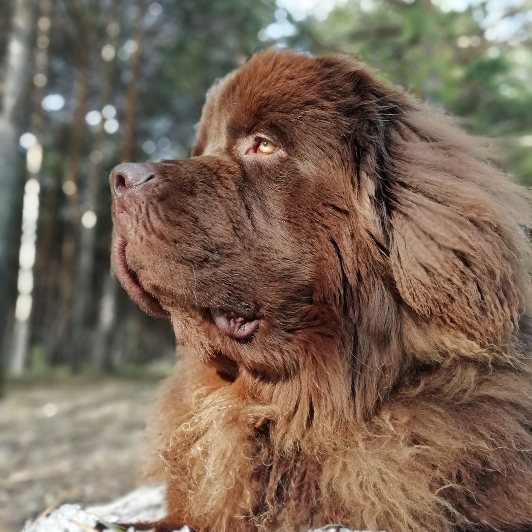 15 Interesting Facts About Newfoundlands 10