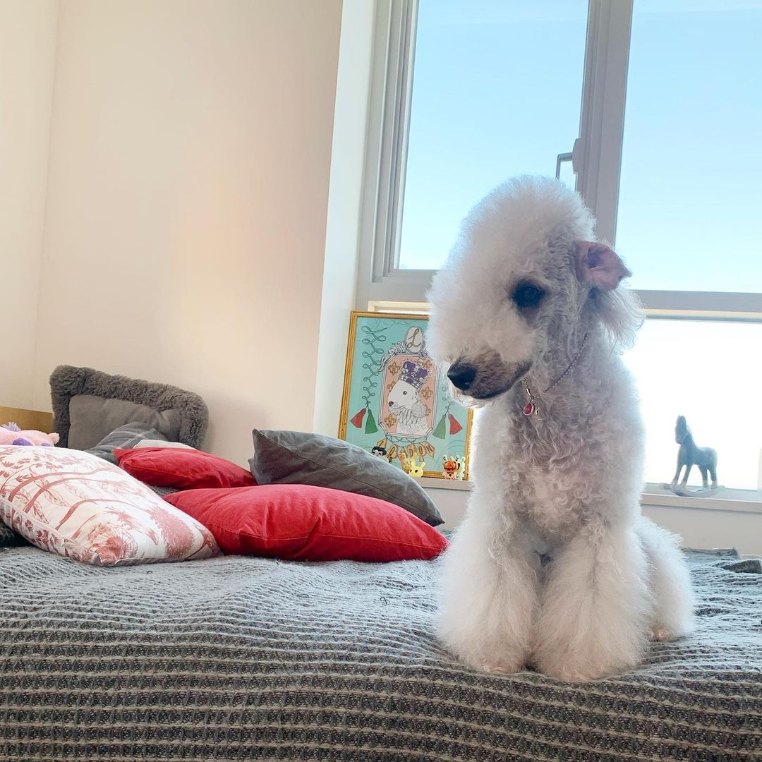 15 Cool Facts About Bedlington Terriers 10