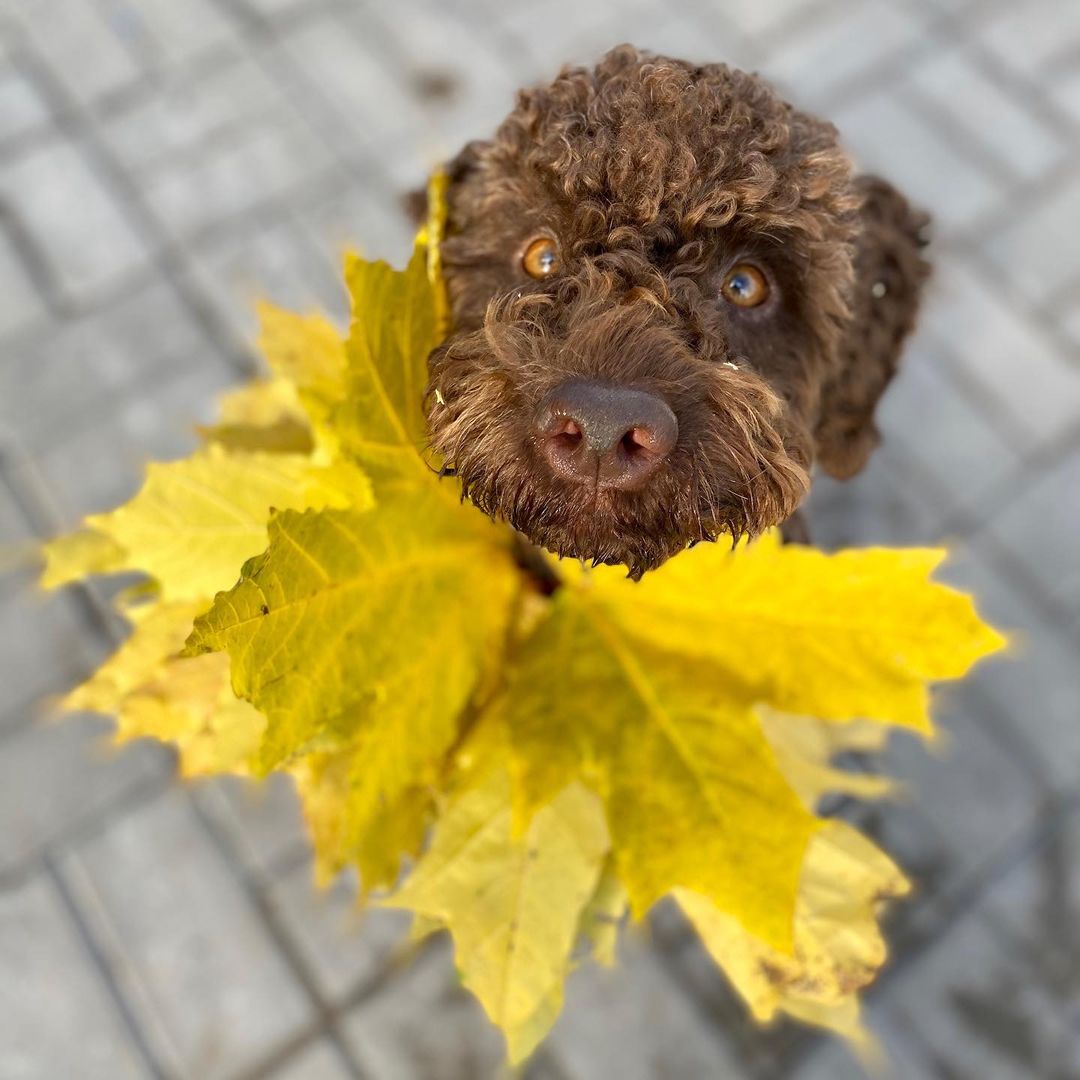 15 Cool Facts About Lagotto Romagnolo Dogs 9