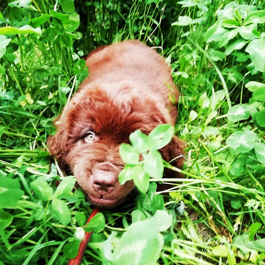 15 Interesting Facts About Newfoundlands 11