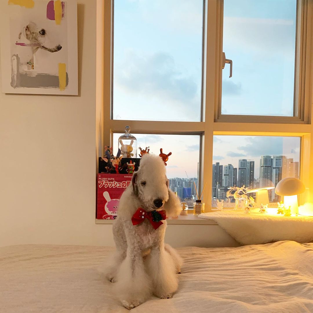 15 Cool Facts About Bedlington Terriers 11