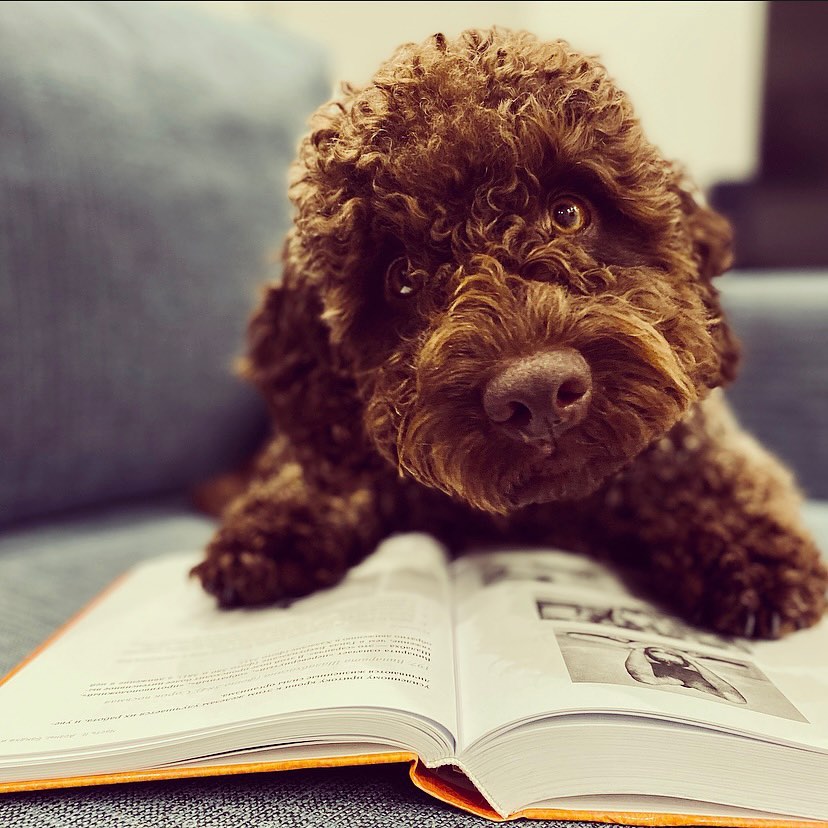 15 Interesting Facts About the Lagotto Romagnolo Dogs 9
