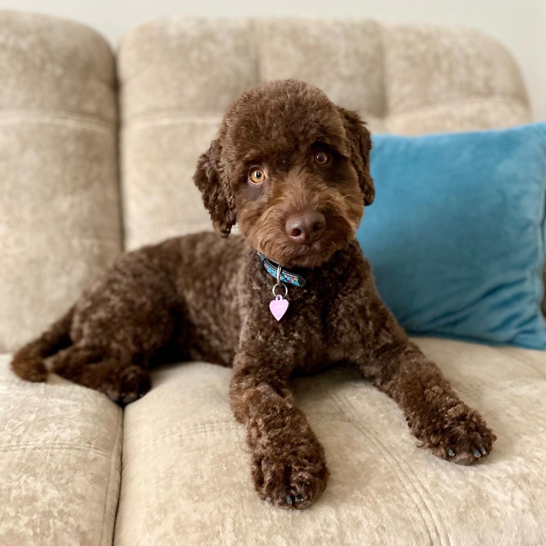 15 Interesting Facts About the Lagotto Romagnolo Dogs 11