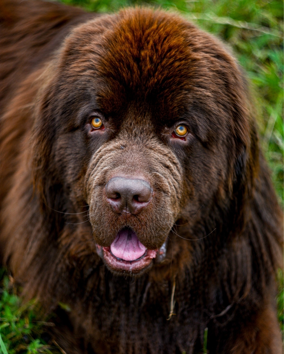 15 Amazing Facts About Newfoundland Dogs You Probably Never Knew 9