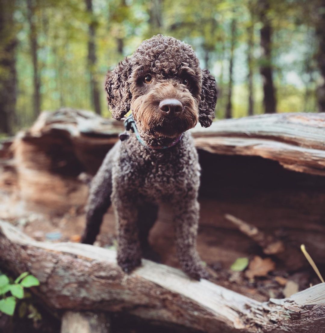 15 Amazing Facts About Lagotto Romagnolo Dogs You Probably Never Knew 10