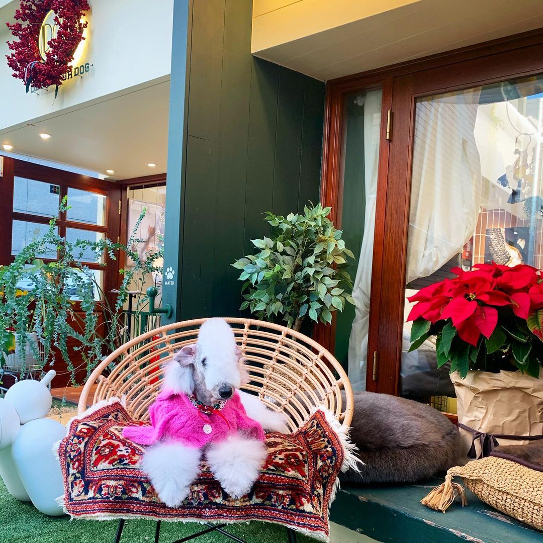 15 Amazing Facts About Bedlington Terriers You Probably Never Knew 9