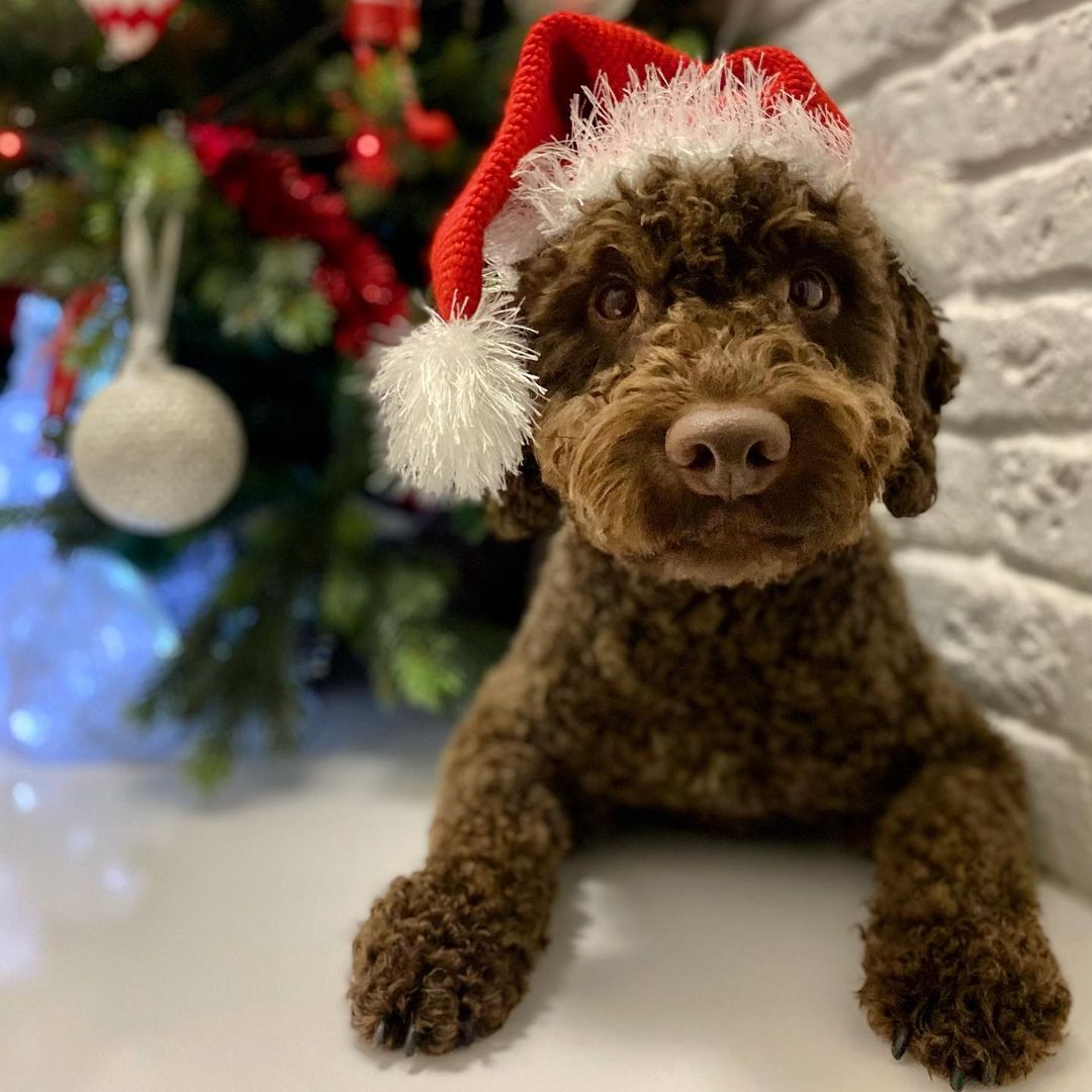 15 Amazing Facts About Lagotto Romagnolo Dogs You Probably Never Knew 9