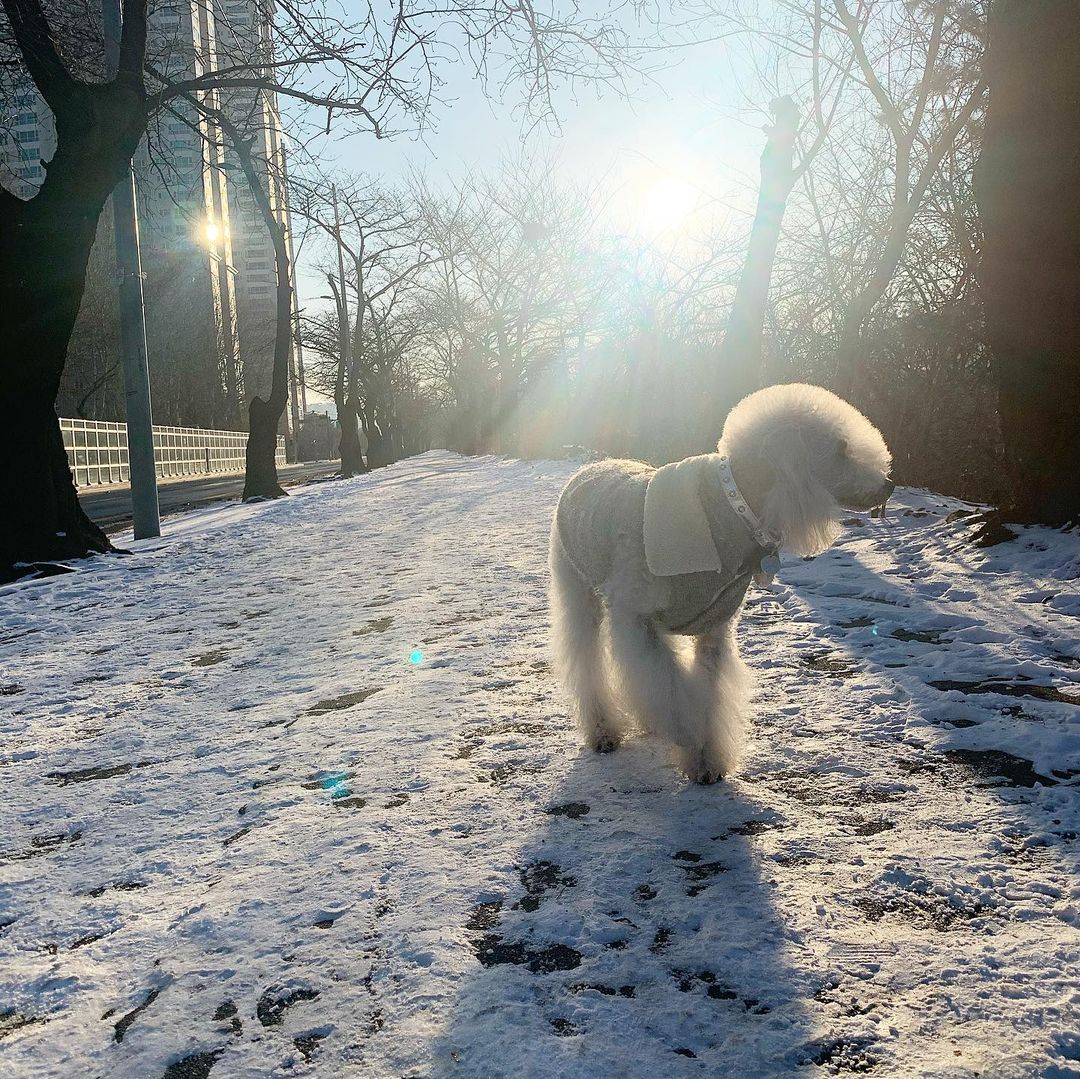15 Amazing Facts About Bedlington Terriers You Probably Never Knew 10