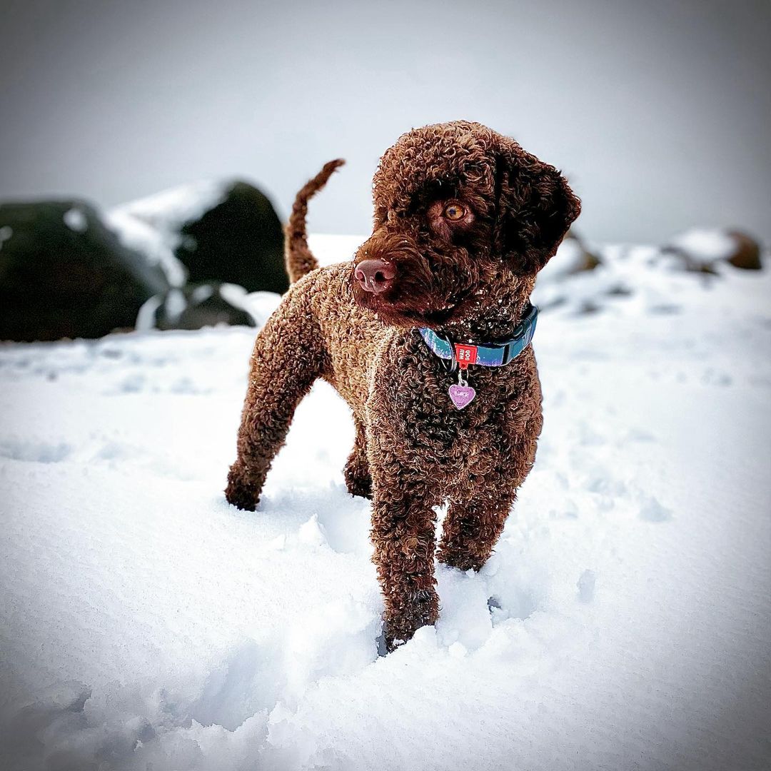 15 Cool Facts About Lagotto Romagnolo Dogs 11 15 Cool Facts About Lagotto Romagnolo Dogs 11