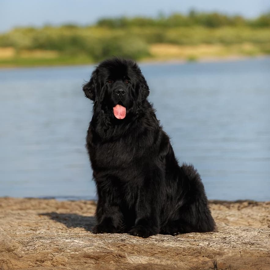 15 Amazing Facts About Newfoundland Dogs You Probably Never Knew 9